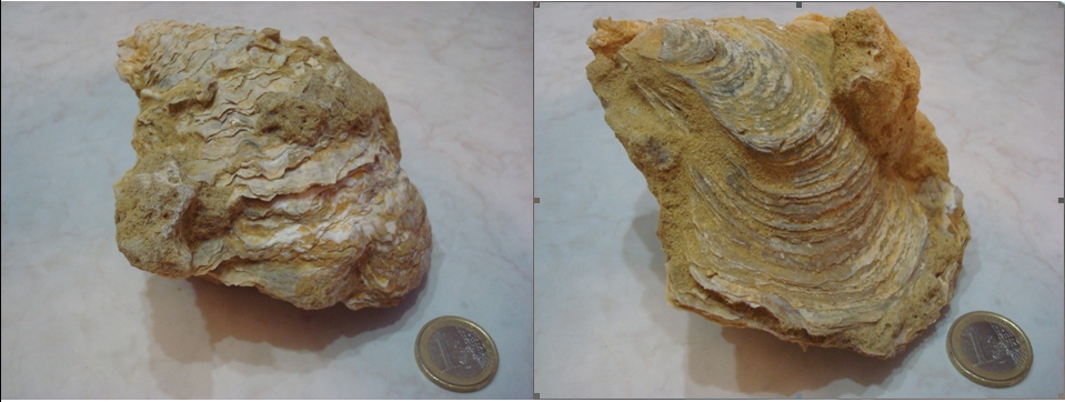 Ostrea edulis o lamellosa ??