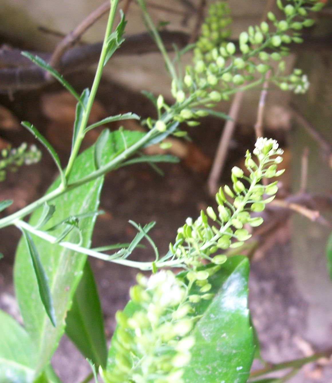 Crucifera (tipo capsella bursa-pastoris)- Lepidium sp.