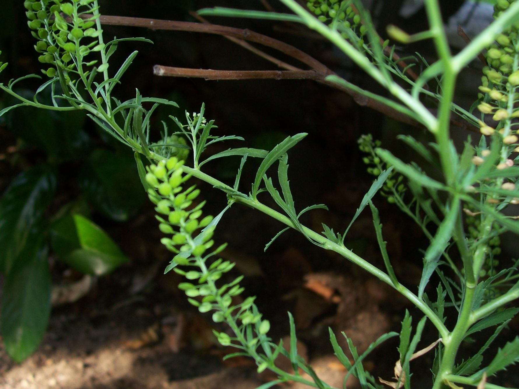 Crucifera (tipo capsella bursa-pastoris)- Lepidium sp.