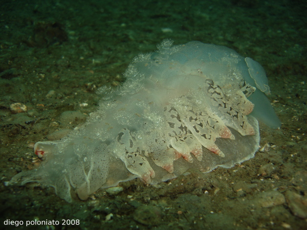 Melibe fimbriata & Tethys fimbria