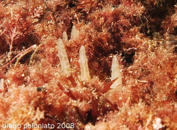 Oceanapia isodictyformis e Ciocalypta penicillus