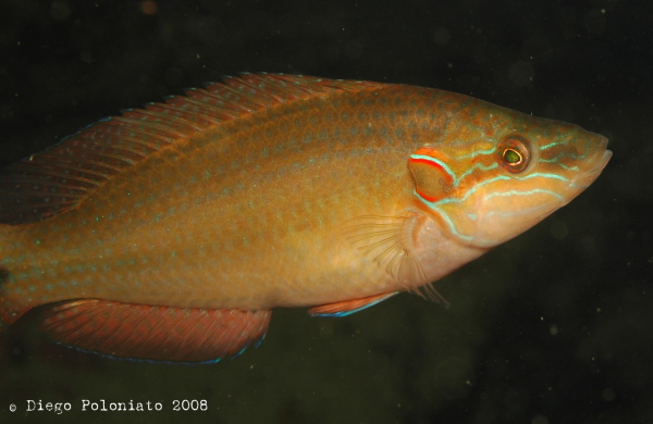 Symphodus ocellatus