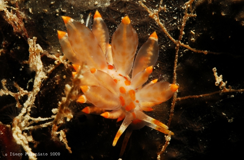 Eubranchus farrani