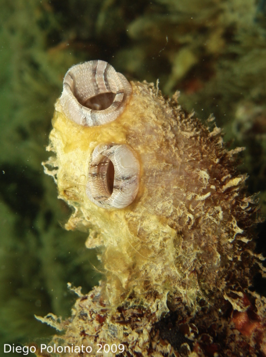 Styela plicata dal Golfo di Trieste