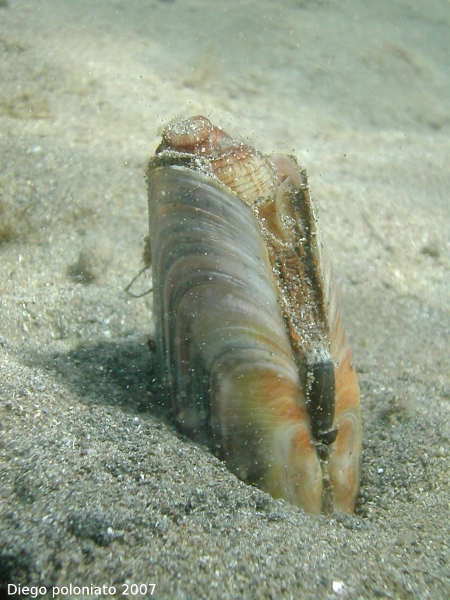 Solecurtus strigilatus