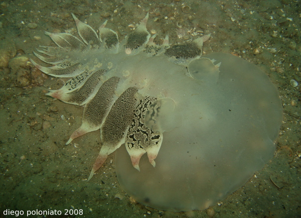 Melibe fimbriata & Tethys fimbria