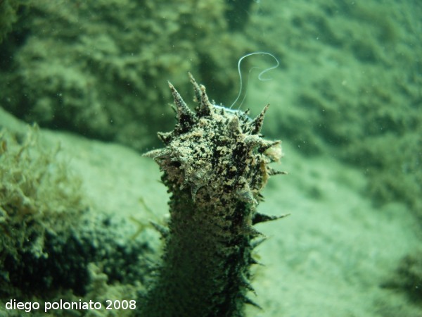 Riproduzione Holothuria tubulosa