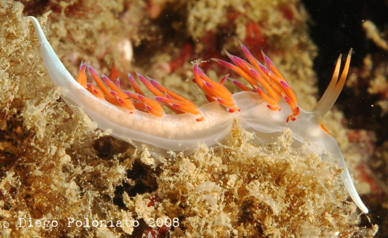 Cratena peregrina