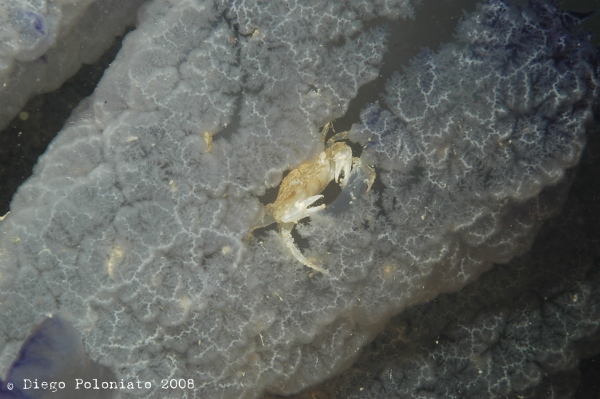 Liocarcinus vernalis su Rhizostoma pulmo