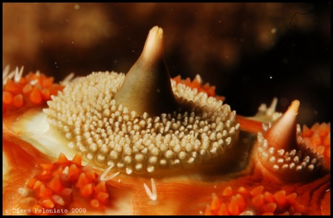 Marthasterias glacialis (Linn, 1758)