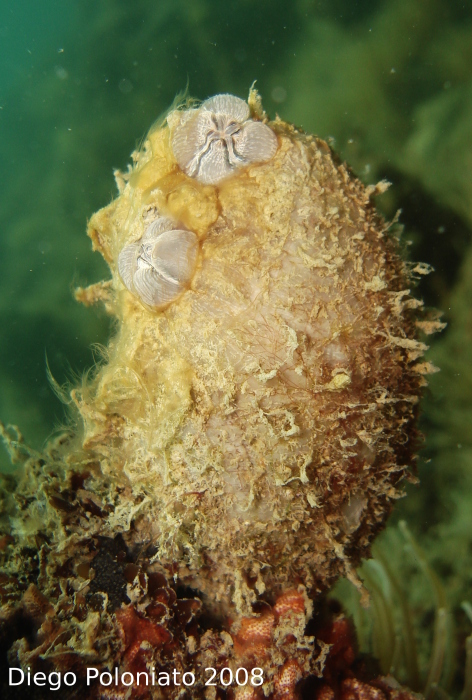 Styela plicata dal Golfo di Trieste