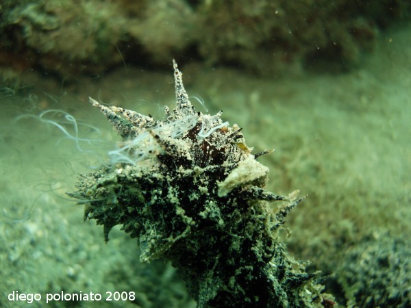 Riproduzione Holothuria tubulosa
