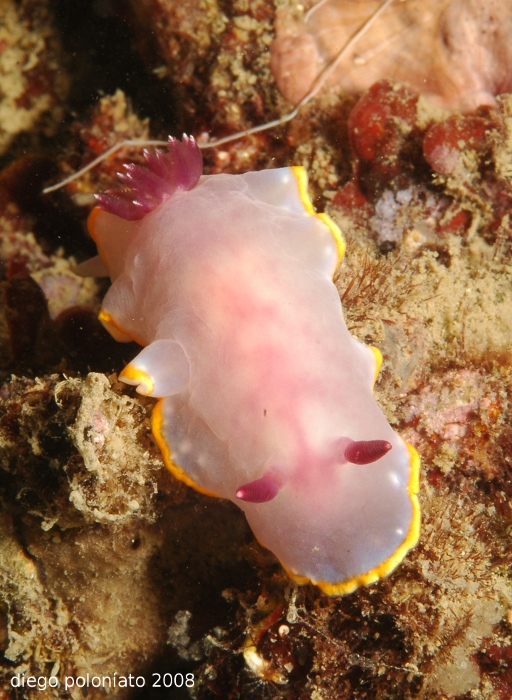 Chromodoris purpurea