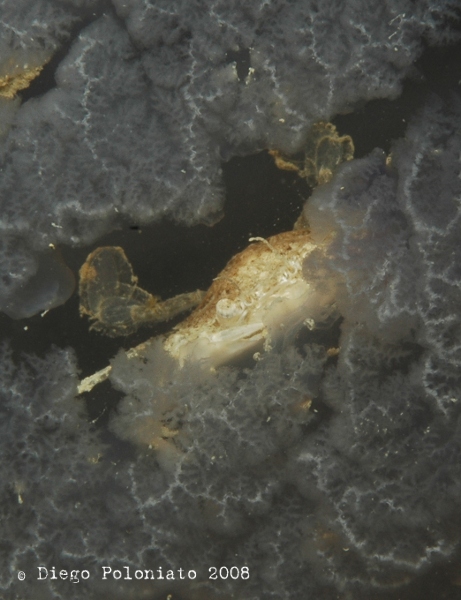 Liocarcinus vernalis su Rhizostoma pulmo