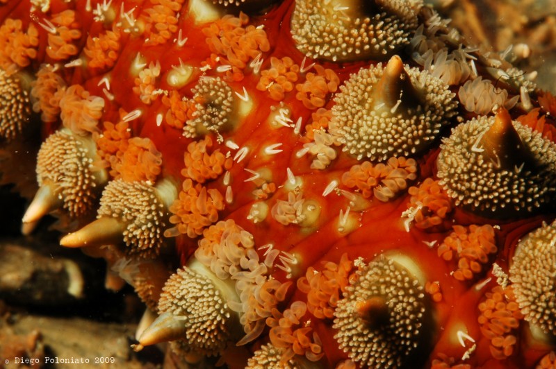 Marthasterias glacialis (Linn, 1758)