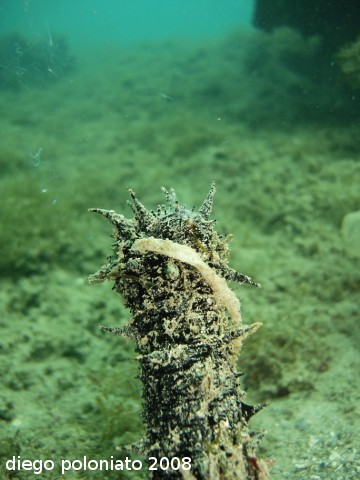 Riproduzione Holothuria tubulosa