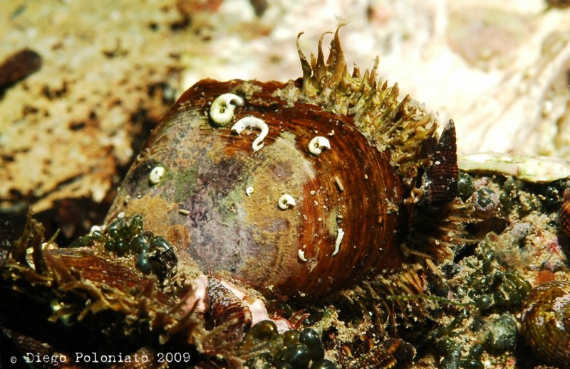 Modiolus barbatus