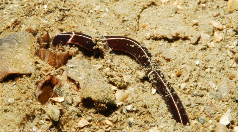 nemertino della specie Tubulanus superbus