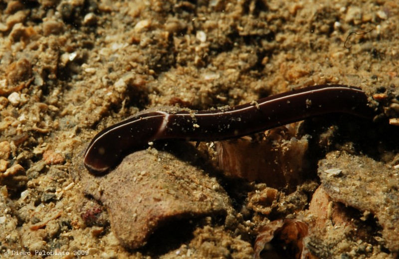 nemertino della specie Tubulanus superbus
