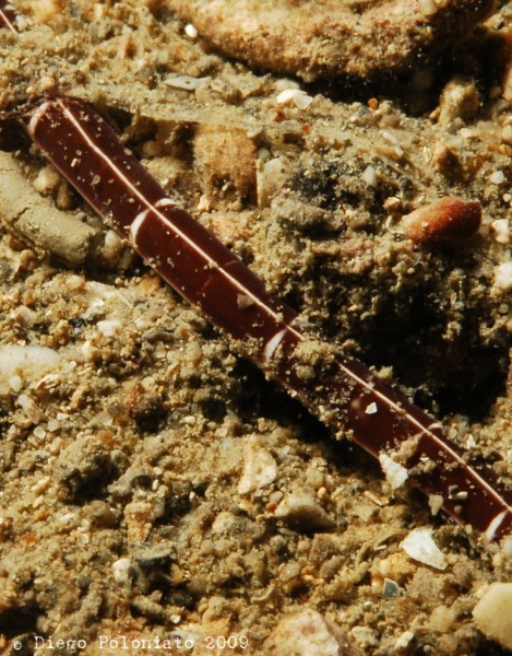 nemertino della specie Tubulanus superbus