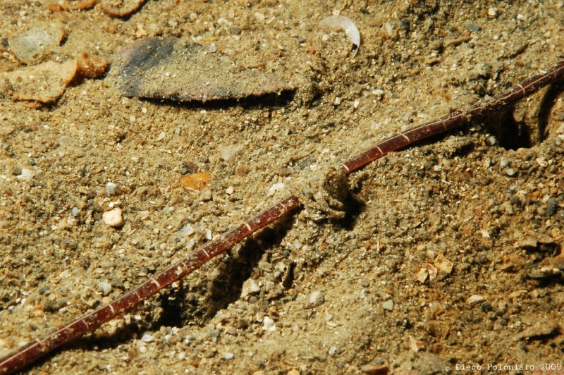 nemertino della specie Tubulanus superbus