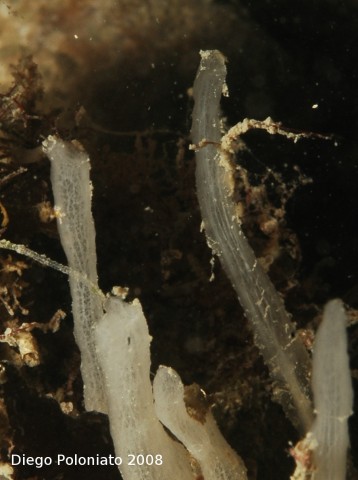 Oceanapia isodictyformis e Ciocalypta penicillus