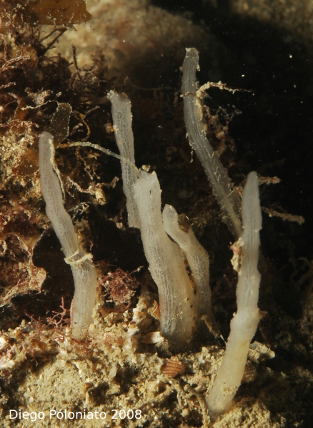 Oceanapia isodictyformis e Ciocalypta penicillus