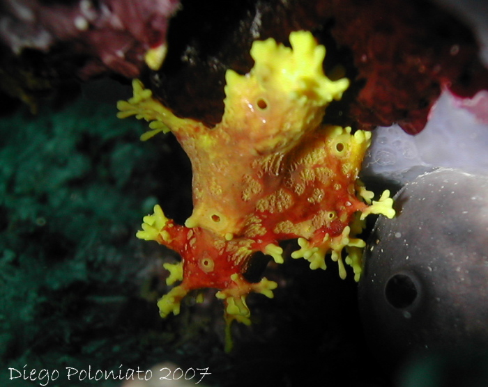 Aplysina sp. dal Golfo di Trieste