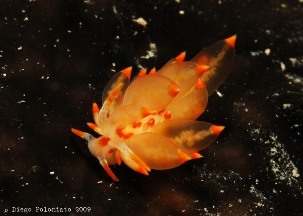 Eubranchus farrani