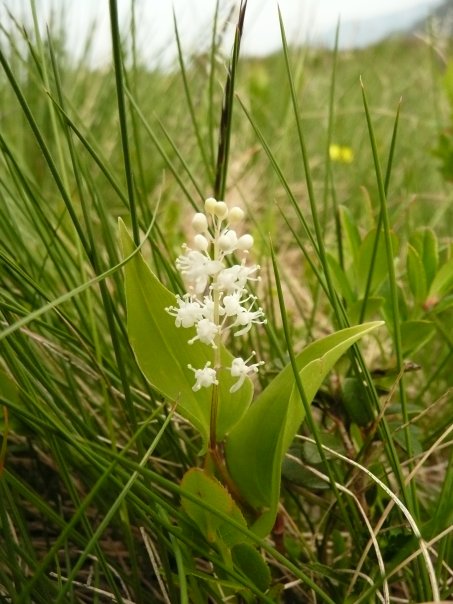 fiore alpino - Maianthemum bifolium