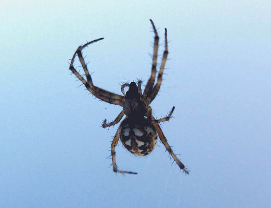 Neoscona adianta