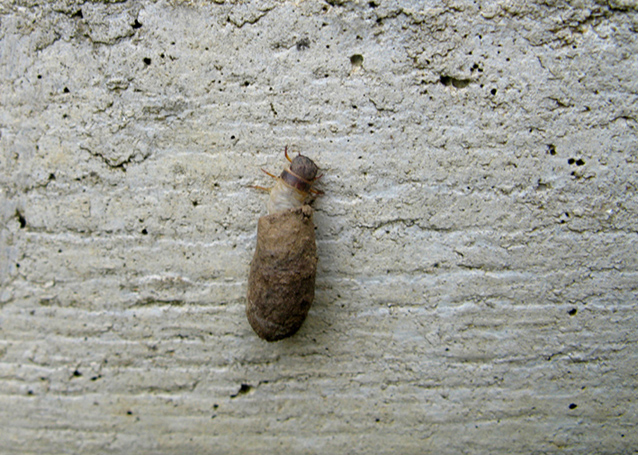 larva con astuccio: Clytra?