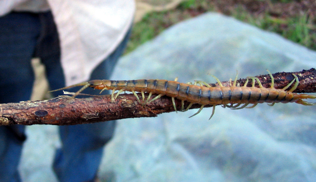 Scolopendra cingulata