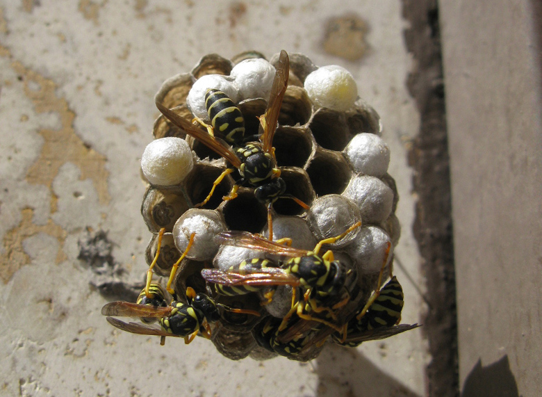 nido di Polistes sp.