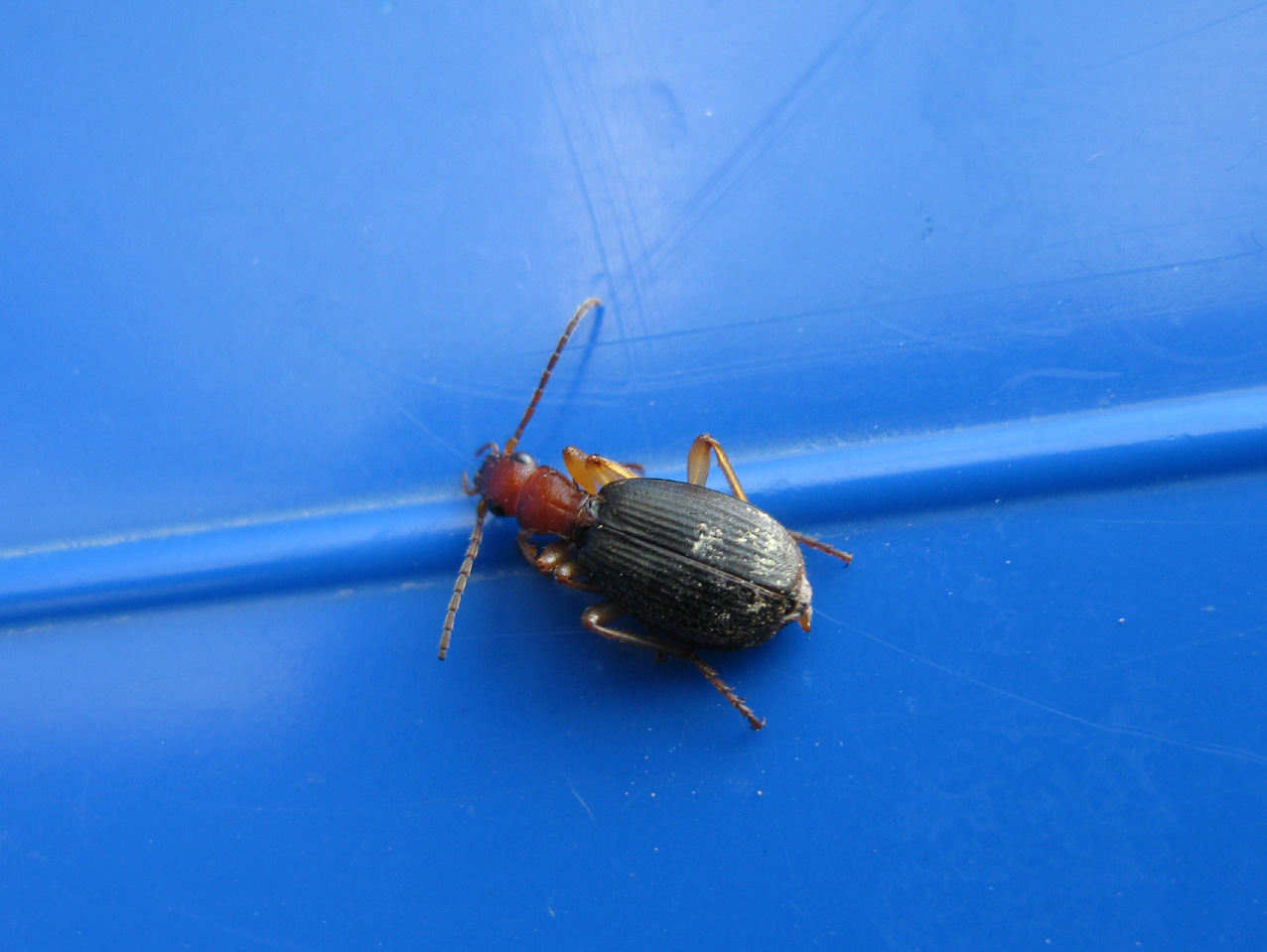 piccolo coleottero da identificare: Brachinus italicus