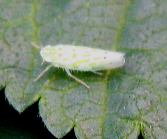 Cicadellidae
