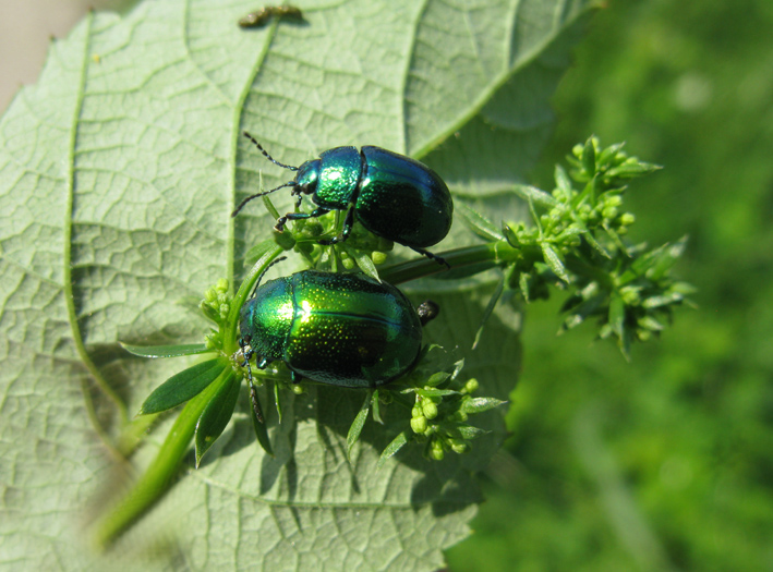 coleotteri da identificare: Chrysolina herbacea