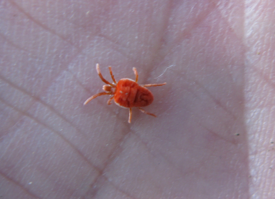 Trombidium sp.