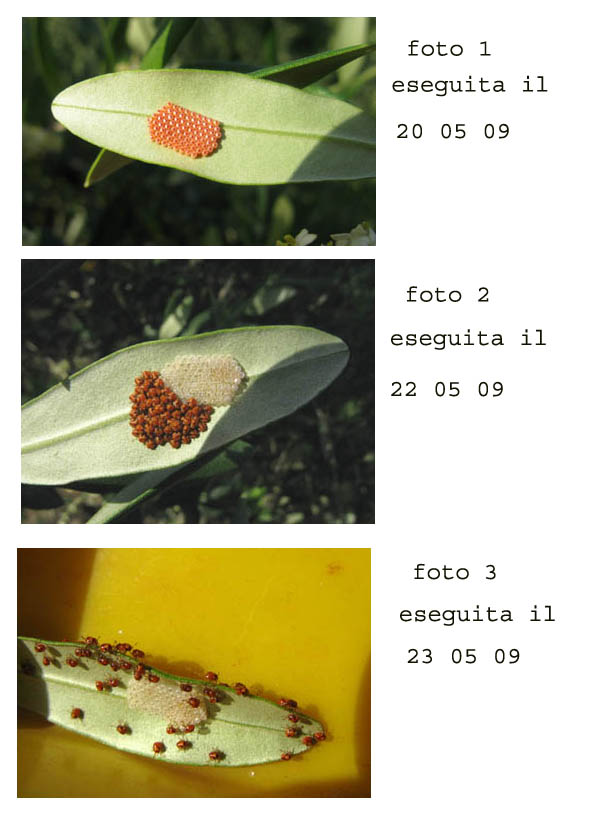 un aiuto per identificazione
