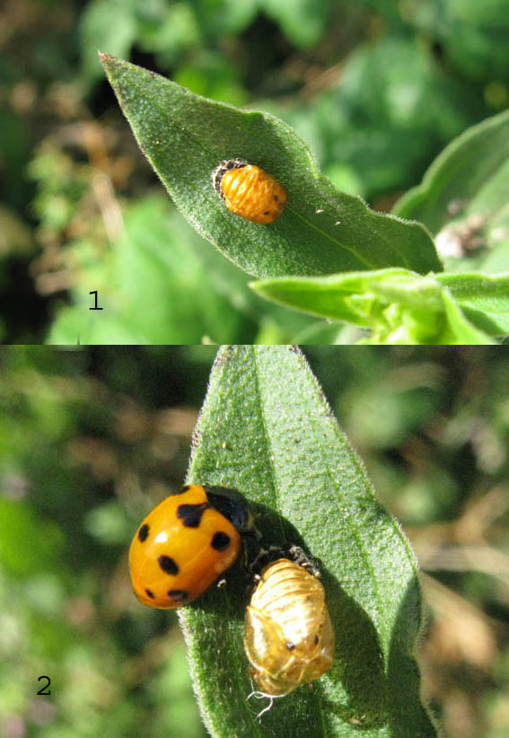 coccinella con pupa