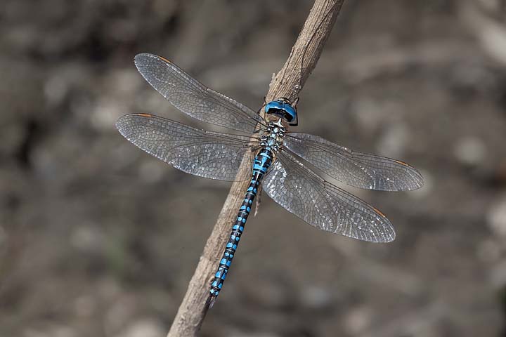 Aeshna affinis