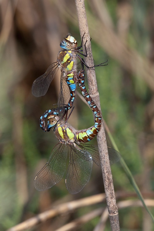 Tempi di Aeshna... - Aeshna mixta (copula)