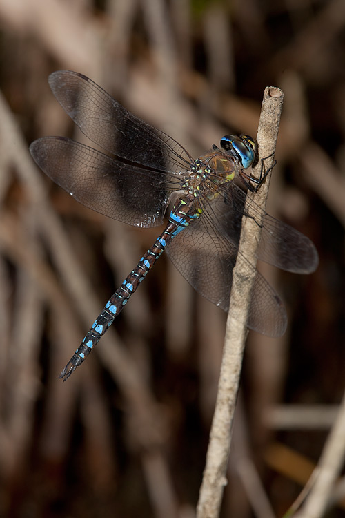 Tempi di Aeshna... - Aeshna mixta (copula)