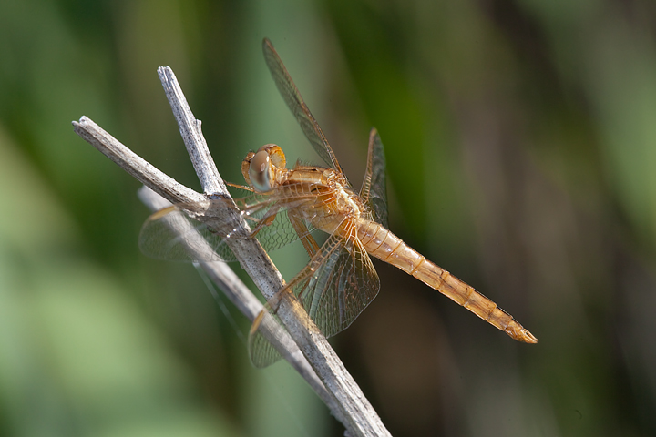 Crocothemis erythraea