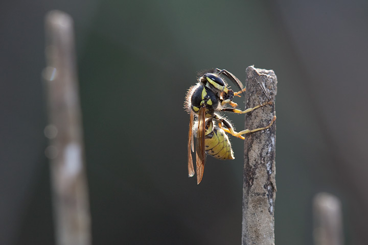 Vespula germanica con preda