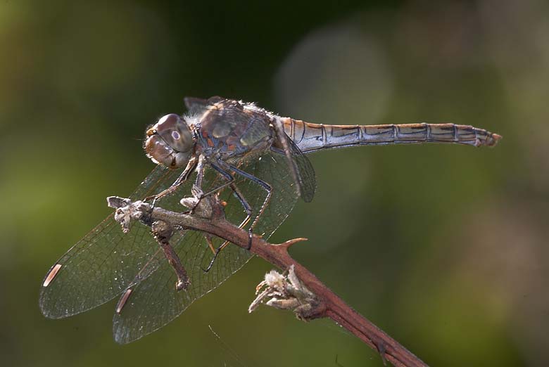 Sympetrum striolatum old? - S, femmina
