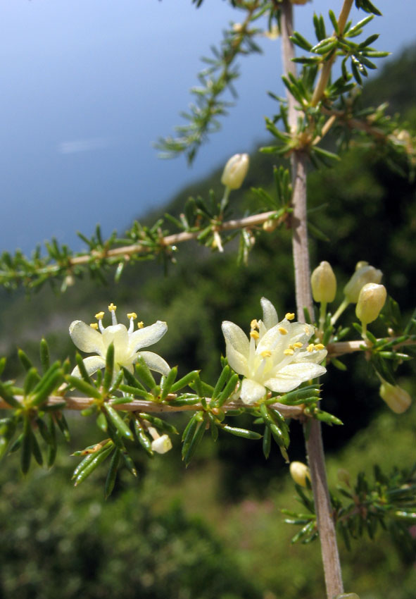 Asparagus acutifolius / Asparago pungente