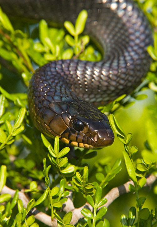 viridiflavus viridiflavofago!!!!