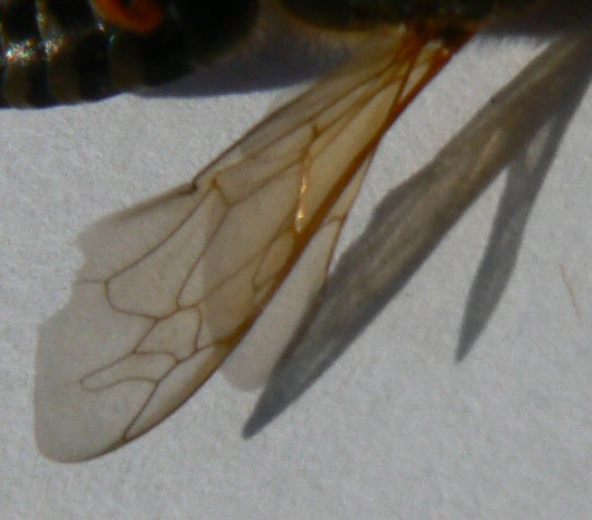 Tachytes etruscus (Crabronidae)