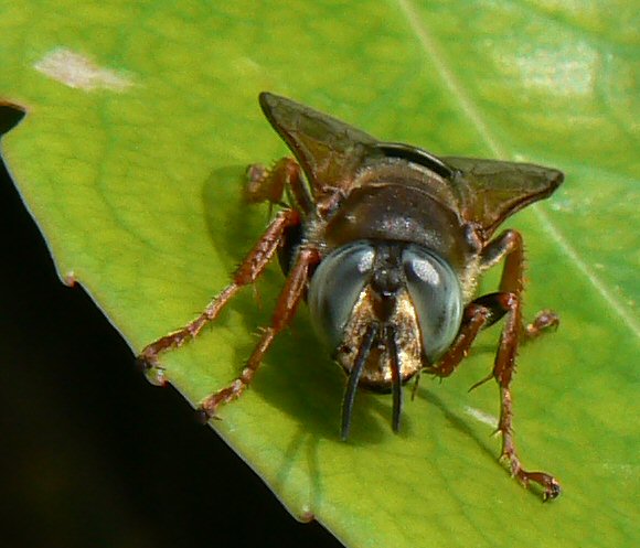 Tachytes etruscus (Crabronidae)